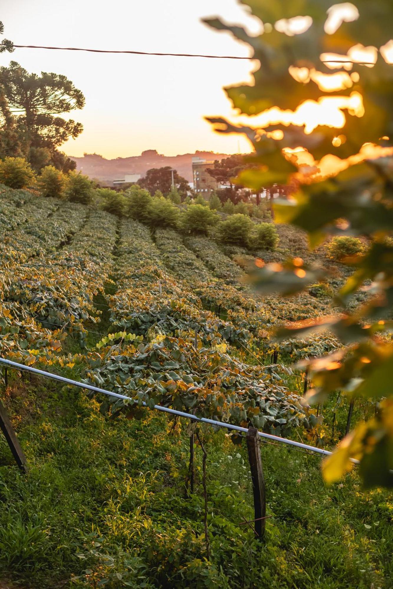 Doera Experience - Pousada De Luxo - Vale Dos Vinhedos เบงโต กองซัลเวส ภายนอก รูปภาพ